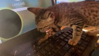 Funny Cat Tries to Type on Computer Keyboard 😂 | Cute Cat Moments