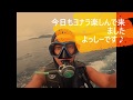 珊瑚礁、マンタ、トンガリサカタザメ、カメなど回遊魚が!!石垣島シーフレンズ