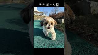 뽀뽀 리즈시절😎😎 #강아지 #dog #강아지브이로그 #시츄 #cute #리즈시절 #강아지일상 #애견영상