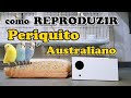 DICAS para criar PERIQUITO AUSTRALIANO - UDP #Budgie