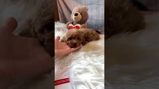 Two toy poodle puppy ✈to California thank you #toypoodle