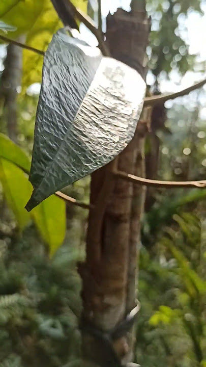 pengecekan sambung sisip #topworkingdurian
