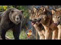 Huge Grizzly Bear VS Pack of Wolves Who Will Win?