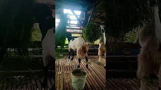 Kambing Pe Febri Farm
