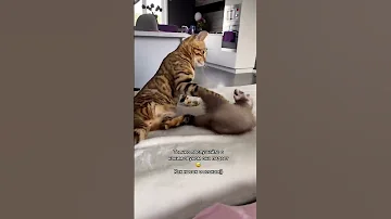 КОШКА И ХОРЁК