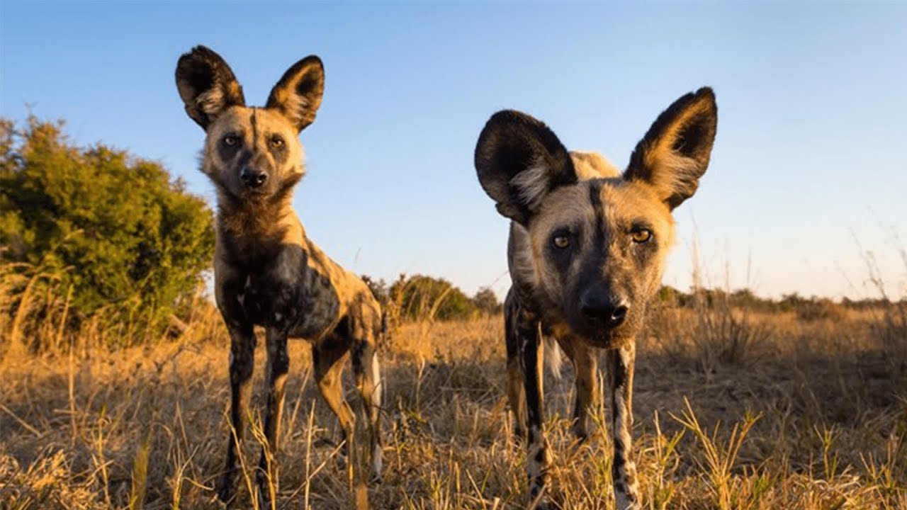 Wild Dogs and Hyenas - The Rivals | Wildlife Documentary HD 1080p