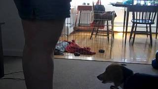 Adding the verbal sit cue