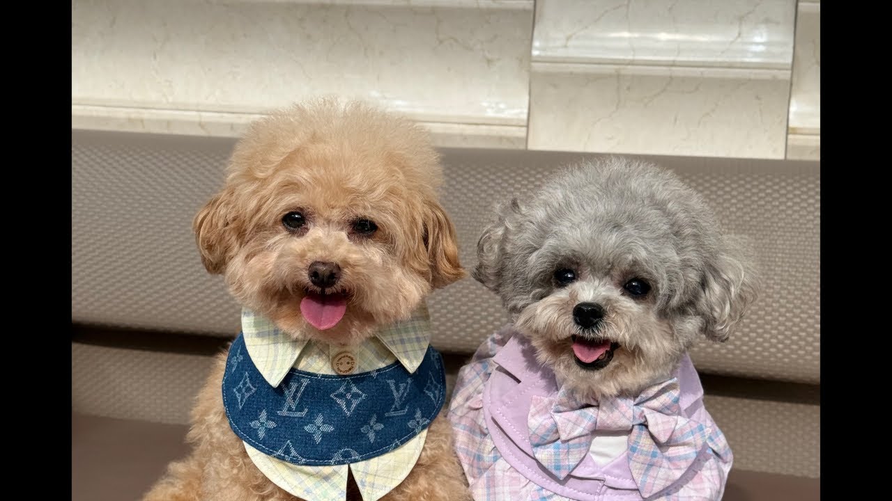 So many cute dogs here at the Park😘