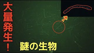 真夜中の海で気持ち悪い生物が大量発生してた！！