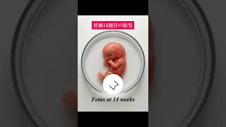 FATAL DEVELOPMENT : 5~ 30 weeks #embryo #baby #fetus # #30weekspre...