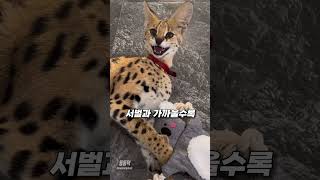 가장 개냥이스러운 고양이