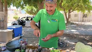 @ElGatoParadoOficial ostiones y almejas del mar a tu paladar en la plaza del musico