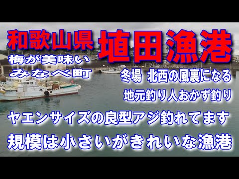#93和歌山県埴田漁港ヤエンサイズの良型アジ釣れてます冬場北西の風裏足場が良い釣りやすい何度も来たい良い漁港広いので沢山の人が釣り出来ますファミリー家族連れサビキ釣りに良い波止が低い安全紀州釣りに最適