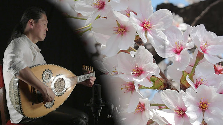 日本の桜の美をオリエントの伝統楽器ウードで表現 - サウンドスケープ「Sakura Blossoms」　Nao Sogabe