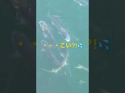 【釣り・あるある】釣り場でよく見かける光景ですがっ💦あったかくなってくるとますます💦タックルに気をつけてっ💦魚雷の大軍を・・・キミも見たかっ?!💦#shorts