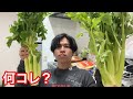 【???】クリスマスにセロリと過ごす26歳