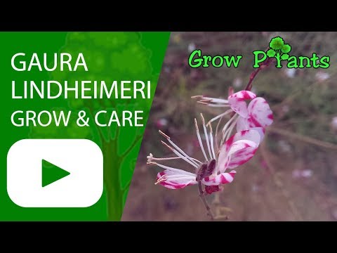Gaura lindheimeri-성장 및 관리 (성장하기 쉬움)