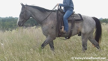 Cole***For info, price, etc., go to our website: ValleyViewRanch.net***