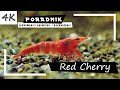 Krewetka red cherry  kompletny poradnik 4k