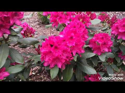 Video: Lumalagong Canadian Rhododendron