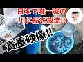 【貴重映像】日本で唯一家の川に鮎を放流!!