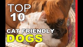 Top 10 Most Cat Friendly Dog Breeds by Aminals Everything 7,496 views 6 years ago 13 minutes, 28 seconds