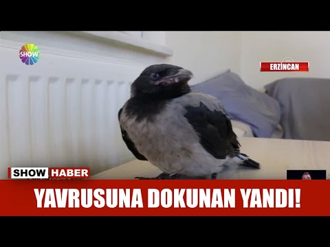 Yavrusuna dokunan yandı!