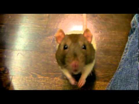 Pet Rats Playing and Doing Tricks