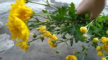 Nhân Giống Hoa Cúc - Riêng Một Góc Vườn