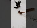 Ворона пристаёт к белке 🤔 A crow messes up with a squirrel