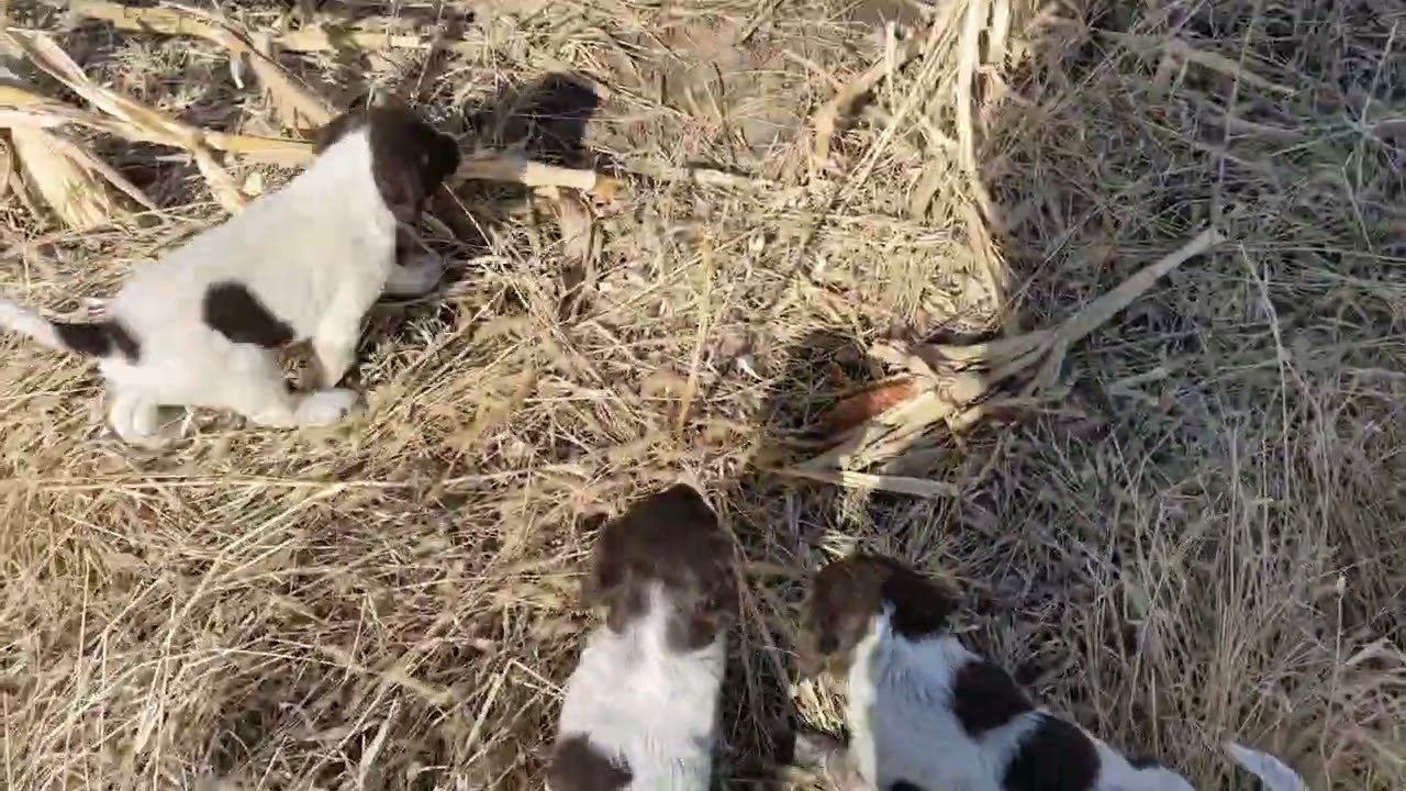 Pups in the grass