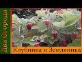 Клубника и земляника из семян.