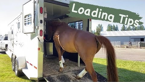 Horse Trailer Loading Tips For The Unwilling Type