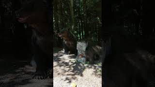 Mother bear with three baby bears on the side of the road