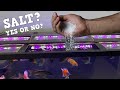 Do You Need Salt In Your Aquarium? Pros and Cons