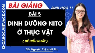 Lý thuyết Sinh học 11 Bài 5: Dinh dưỡng nitơ ở thực vật