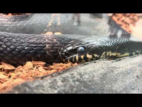 “뱀”은 영어로 snake예요. 🐍 눈이 엄청나다