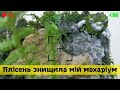 Це жах!!! Плісень з&#39;їла мій мохаріум | Moss at home