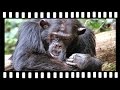 Jane goodalls wild chimpanzees gombe stream national park tanzania  with robert annis