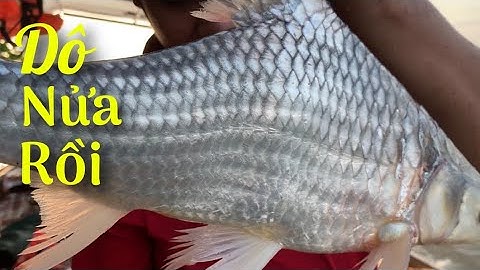 Ra sông hậu thả lưới ngâm vô tình hốt luôn em này | Cldv #133