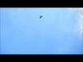 Black hawk eagle (Spizaetus tyrannus) aerial display