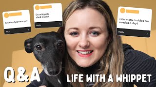 Living with a whippet || Q&A