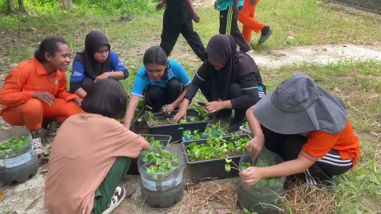 Пересадка саженцев кофе сорта Сердаду в полиэтиленовые пакеты студентами учебной программы TPTP.