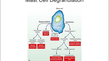 Innate Immunity and Inflammation Explained: First Line Defense, Cytokines, and Wound Healing