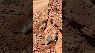 Earthworm Clears The Way For An Ambulance Resimi