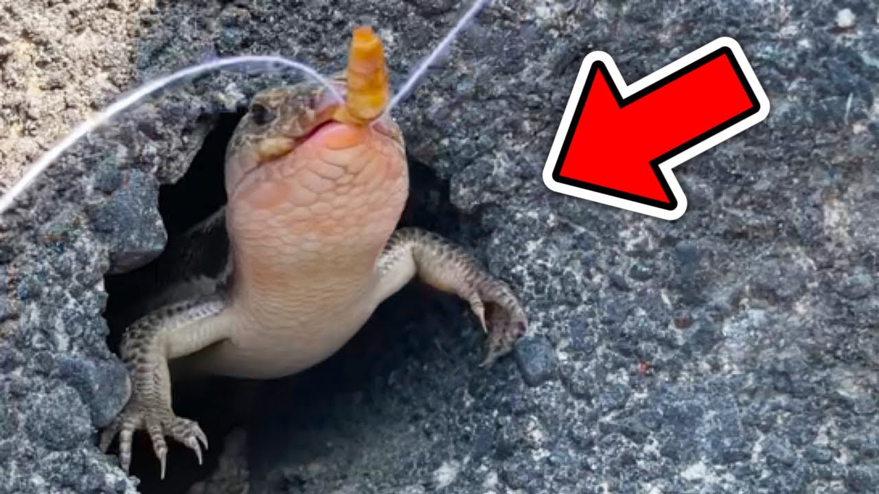 トカゲ釣りやってみた！