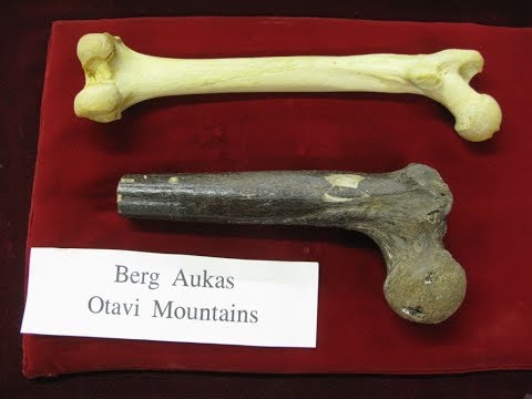 Is This A Bone Of A Giant Human?