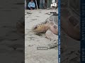 Sea turtle release