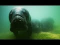 Rescue Manatees Released Into The Wild | Earth From Space: Web Exclusive | Earth Unplugged