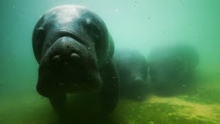 Rescue Manatees Released Into The Wild | Earth From Space: Web Exclusive | Earth Unplugged